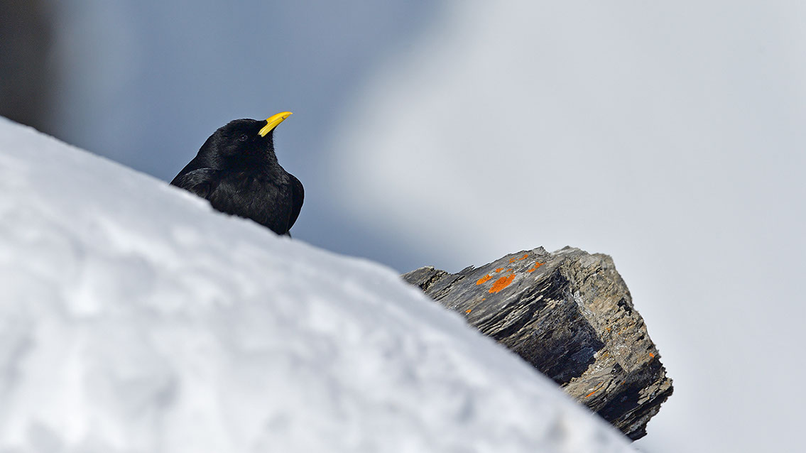 Bartgeier, Gypaète Barbu, Quebrantahuesos, Lämmergeier, Lammergeier, 
