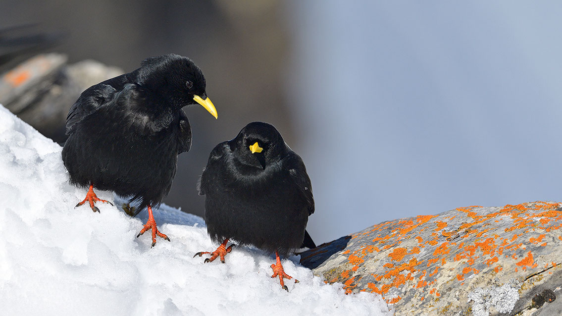 Bartgeier, Gypaète Barbu, Quebrantahuesos, Lämmergeier, Lammergeier, 