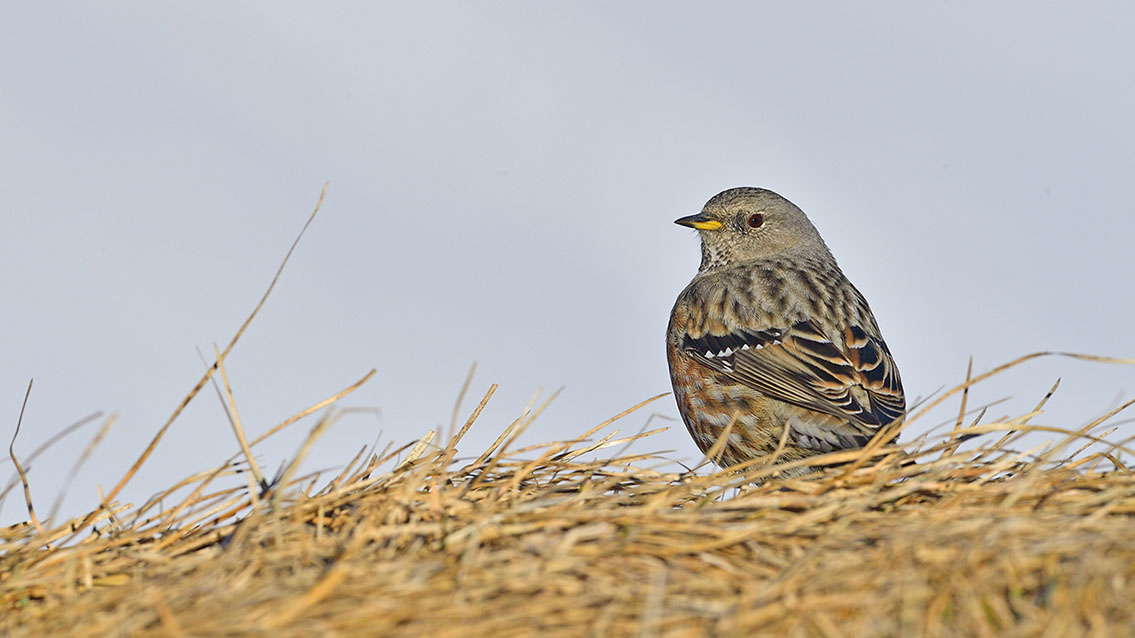 Bartgeier, Gypaète Barbu, Quebrantahuesos, Lämmergeier, Lammergeier, 