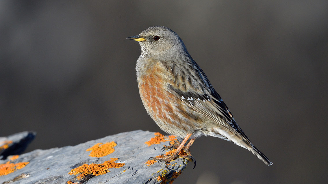 Bartgeier, Gypaète Barbu, Quebrantahuesos, Lämmergeier, Lammergeier, 