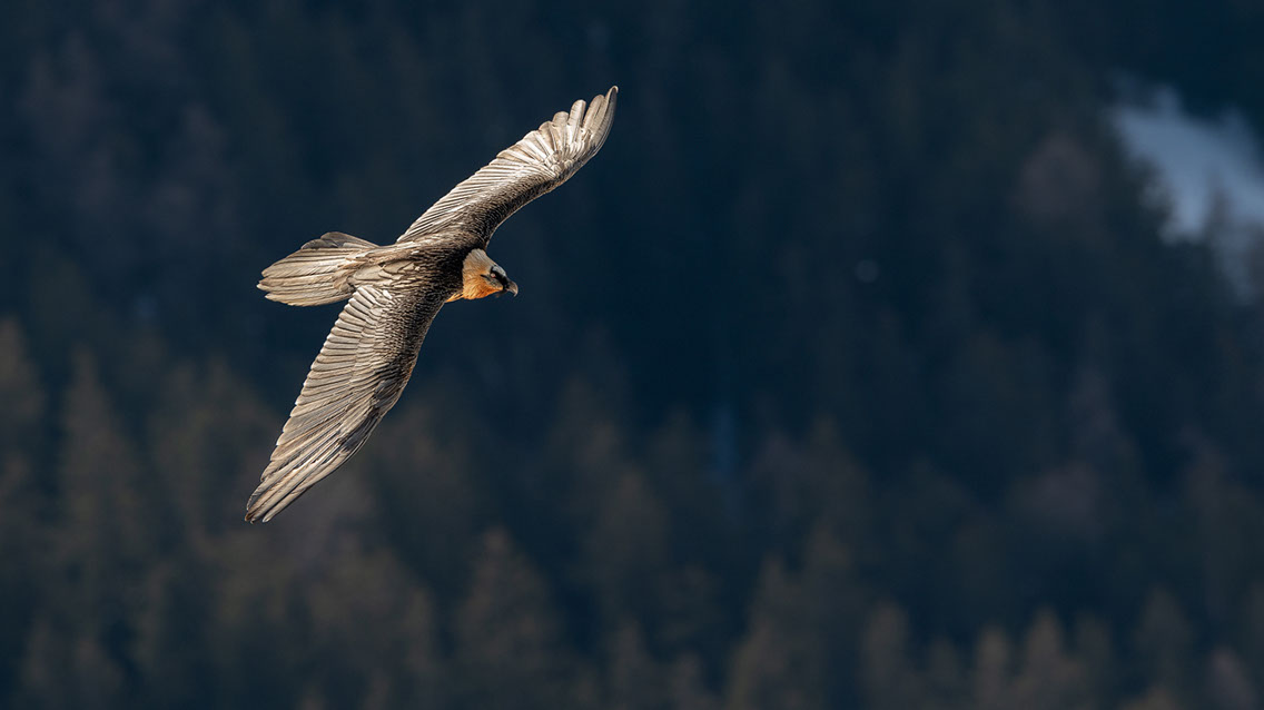 Bartgeier Schweiz Alpen fliegend Adult Gyaéte en vol Lammergeier Bearded Vulture