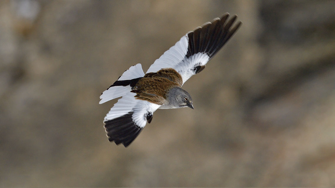 Bartgeier, Gypaète Barbu, Quebrantahuesos, Lämmergeier, Lammergeier, 