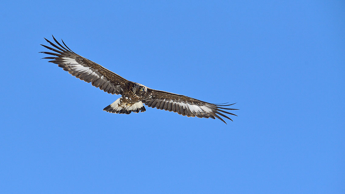 Bartgeier, Gypaète Barbu, Quebrantahuesos, Lämmergeier, Lammergeier, 