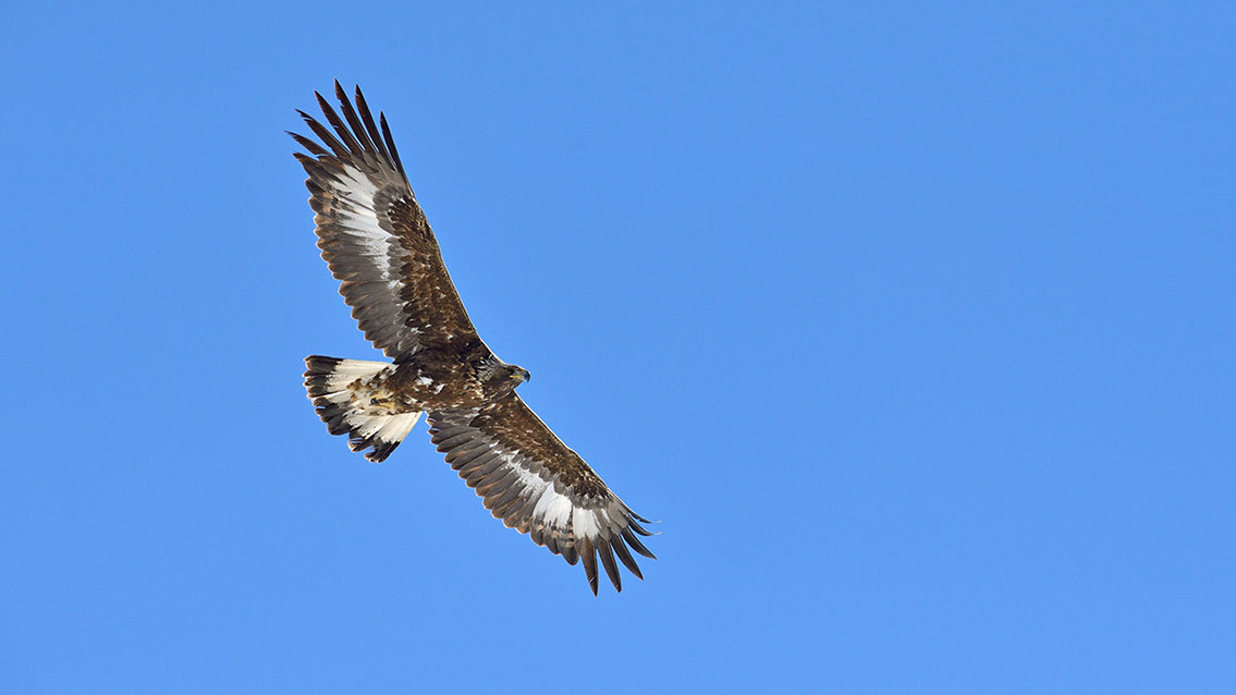 Bartgeier, Gypaète Barbu, Quebrantahuesos, Lämmergeier, Lammergeier, 