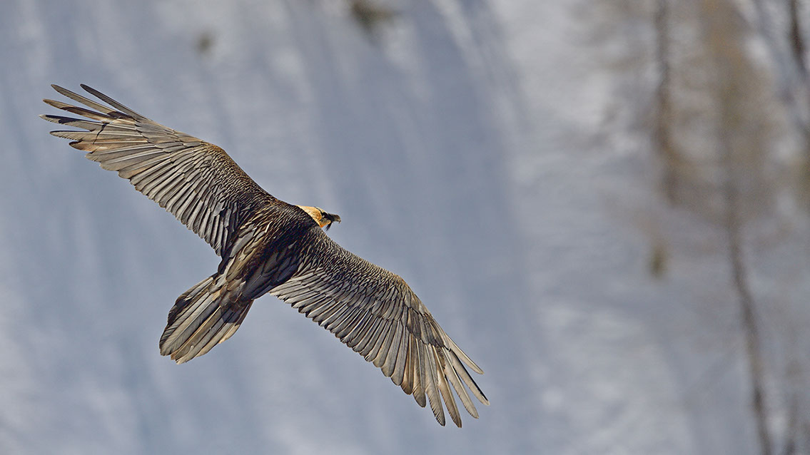 Bartgeier Schweiz Alpen fliegend Adult Gyaéte en vol Lammergeier Bearded Vulture