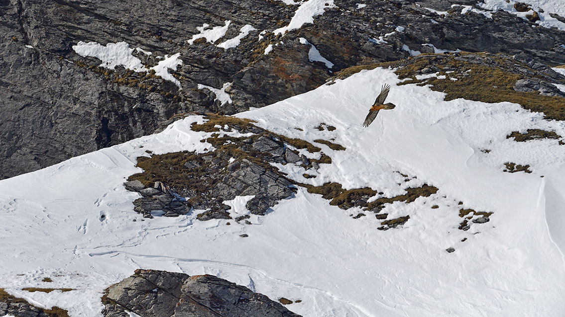Bartgeier Schweiz Alpen fliegend Adult Gyaéte en vol Lammergeier Bearded Vulture