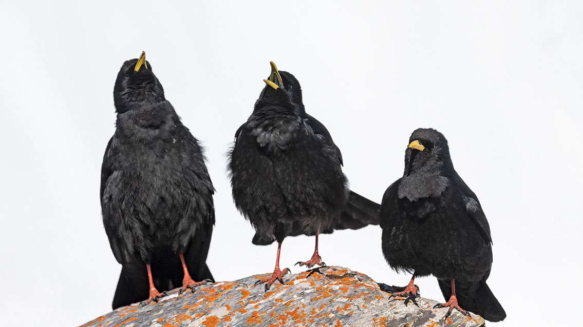 Bartgeier, Gypaète Barbu, Quebrantahuesos, Lämmergeier, Lammergeier, 