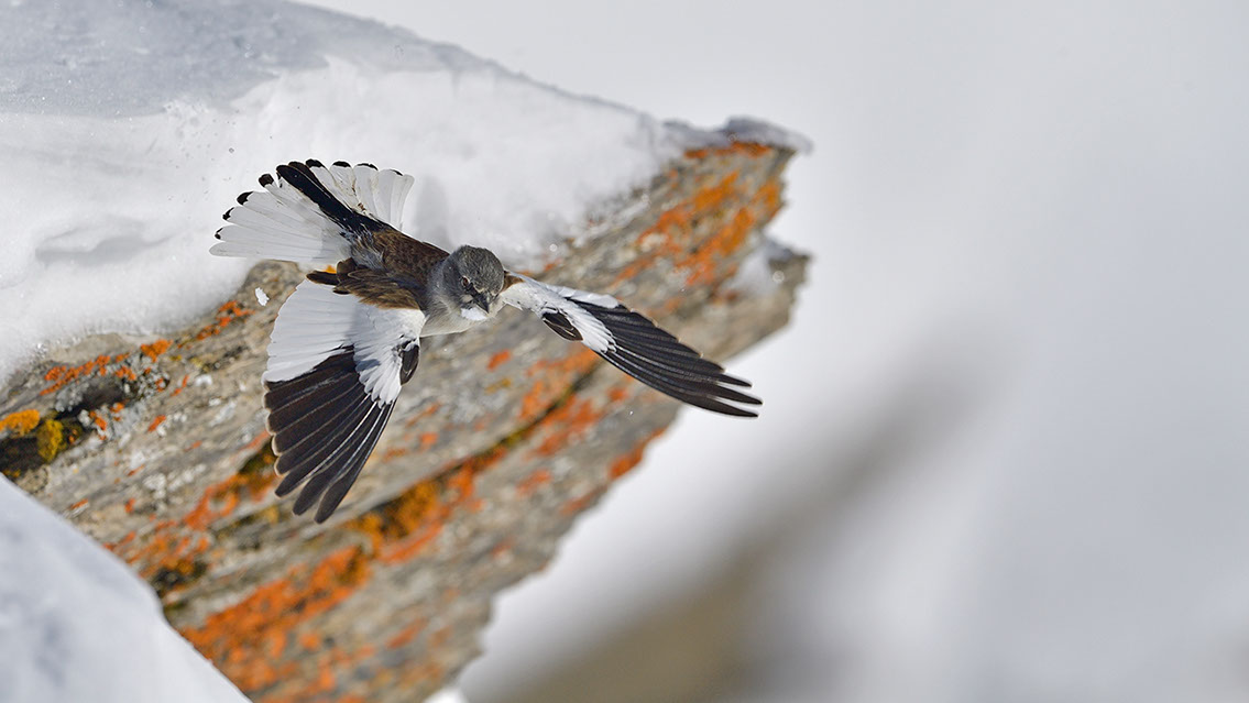 Bartgeier, Gypaète Barbu, Quebrantahuesos, Lämmergeier, Lammergeier, 