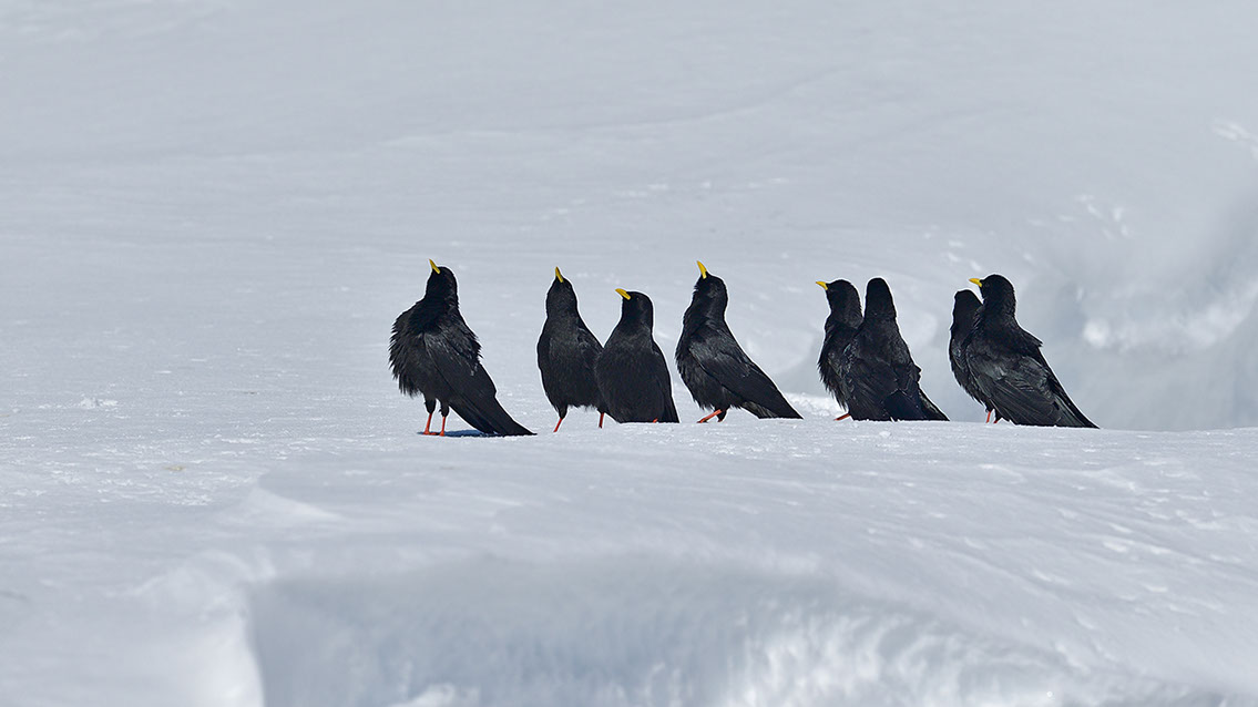 Bartgeier, Gypaète Barbu, Quebrantahuesos, Lämmergeier, Lammergeier, 
