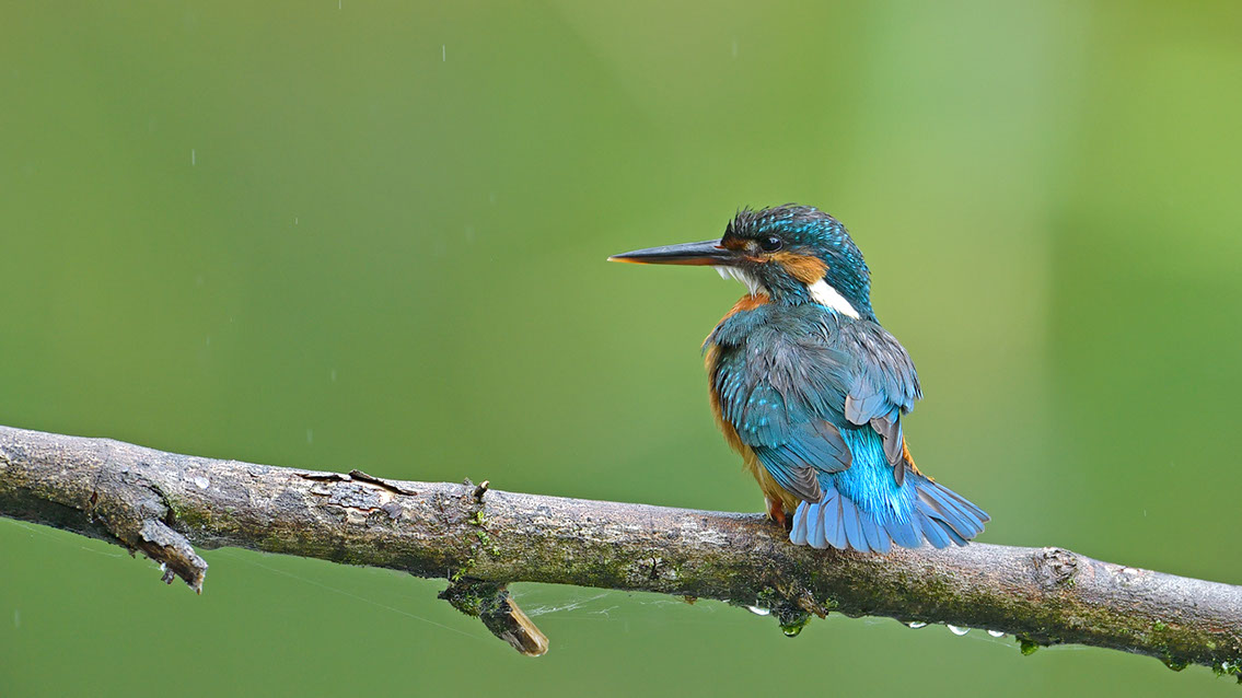 Bartgeier Bartgeier, Gypaète Barbu, Quebrantahuesos, Lämmergeier, Lammergeier,