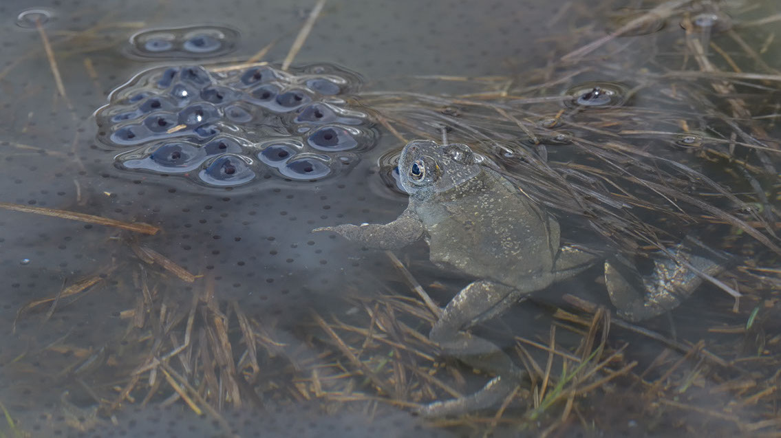 Bartgeier, Gypaète Barbu, Quebrantahuesos, Lämmergeier, Lammergeier, 