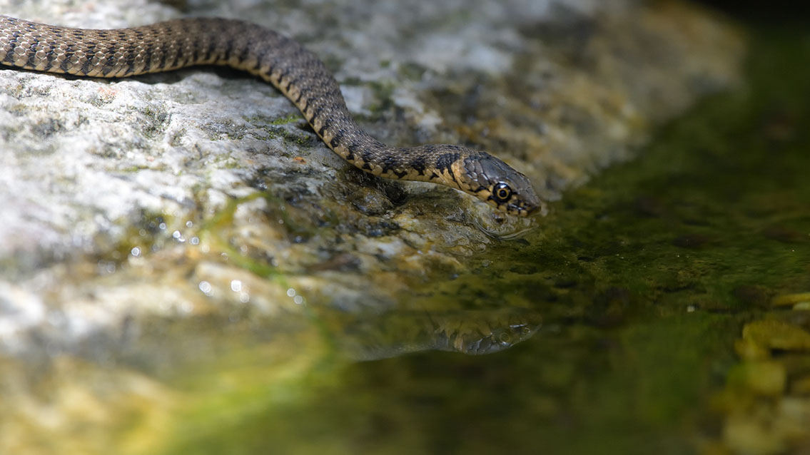Bartgeier, Gypaète Barbu, Quebrantahuesos, Lämmergeier, Lammergeier, 