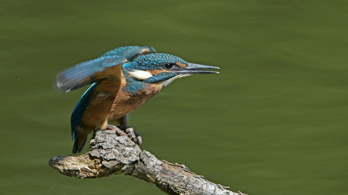 Bartgeier Bartgeier, Gypaète Barbu, Quebrantahuesos, Lämmergeier, Lammergeier,