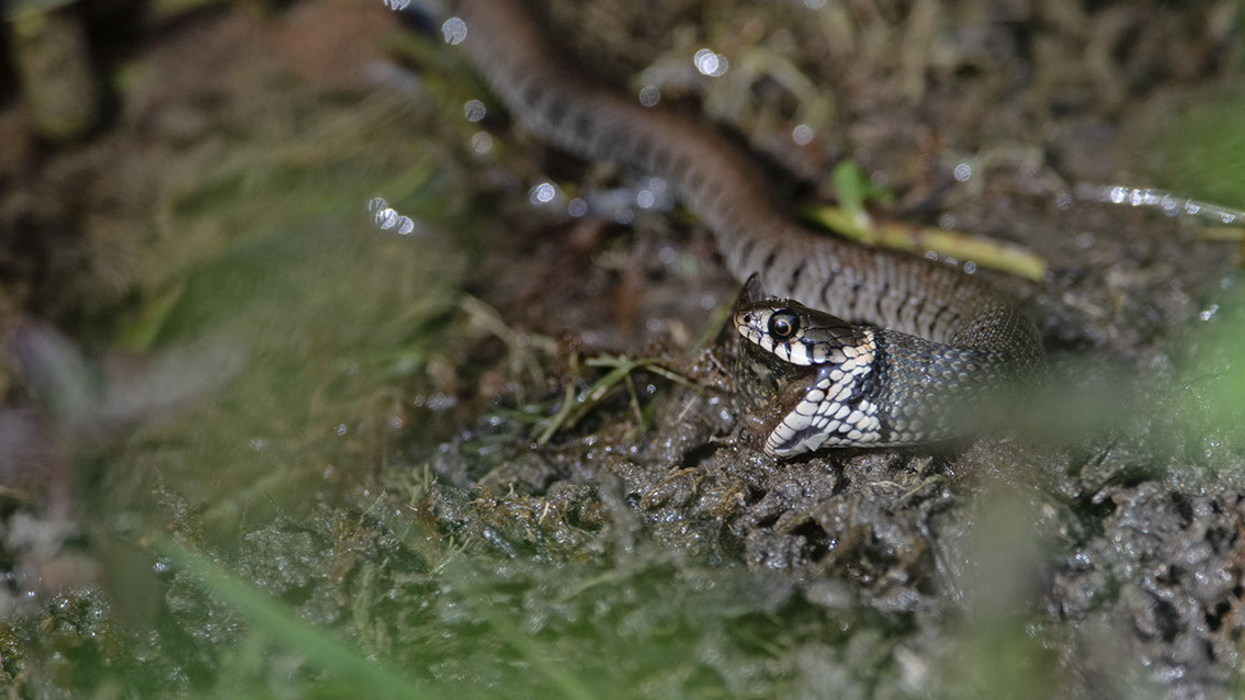 Bartgeier, Gypaète Barbu, Quebrantahuesos, Lämmergeier, Lammergeier, 