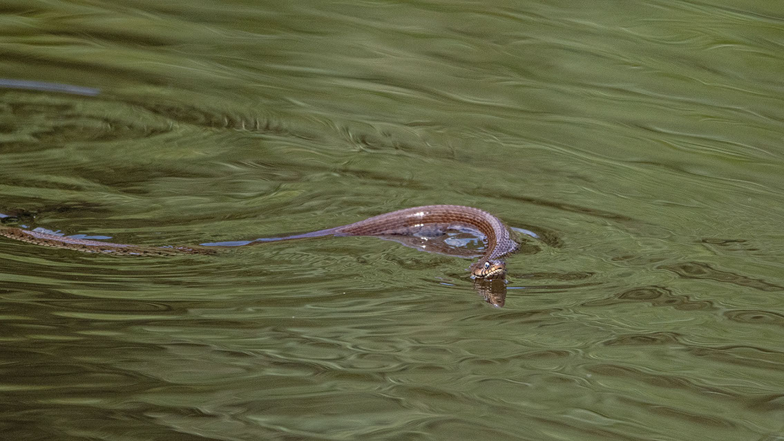 Bartgeier, Gypaète Barbu, Quebrantahuesos, Lämmergeier, Lammergeier, 