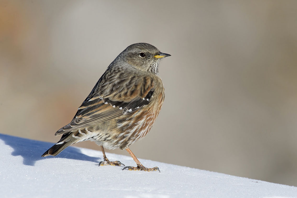 Bartgeier, Gypaète Barbu, Quebrantahuesos, Lämmergeier, Lammergeier, 