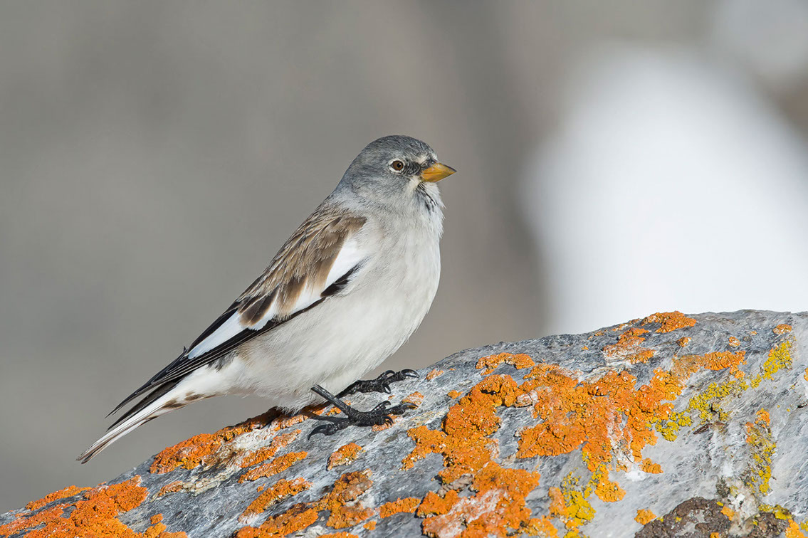 Bartgeier, Gypaète Barbu, Quebrantahuesos, Lämmergeier, Lammergeier, 