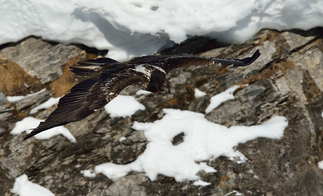 Bartgeier, Gipeto, Lammergeier, Bearded Vulture, Gypaète, Gypaetus barbatus, fliegend, sitzend, Alpen, Swiss Alps, 