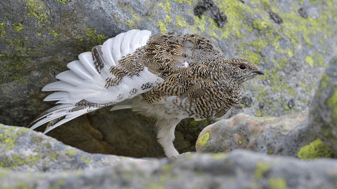 Bartgeier, Gypaète Barbu, Quebrantahuesos, Lämmergeier, Lammergeier, 