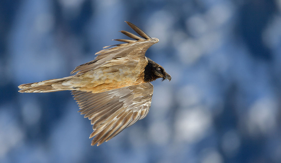 Bartgeier Schweiz Alpen fliegend Adult Gyaéte en vol Lammergeier Bearded Vulture