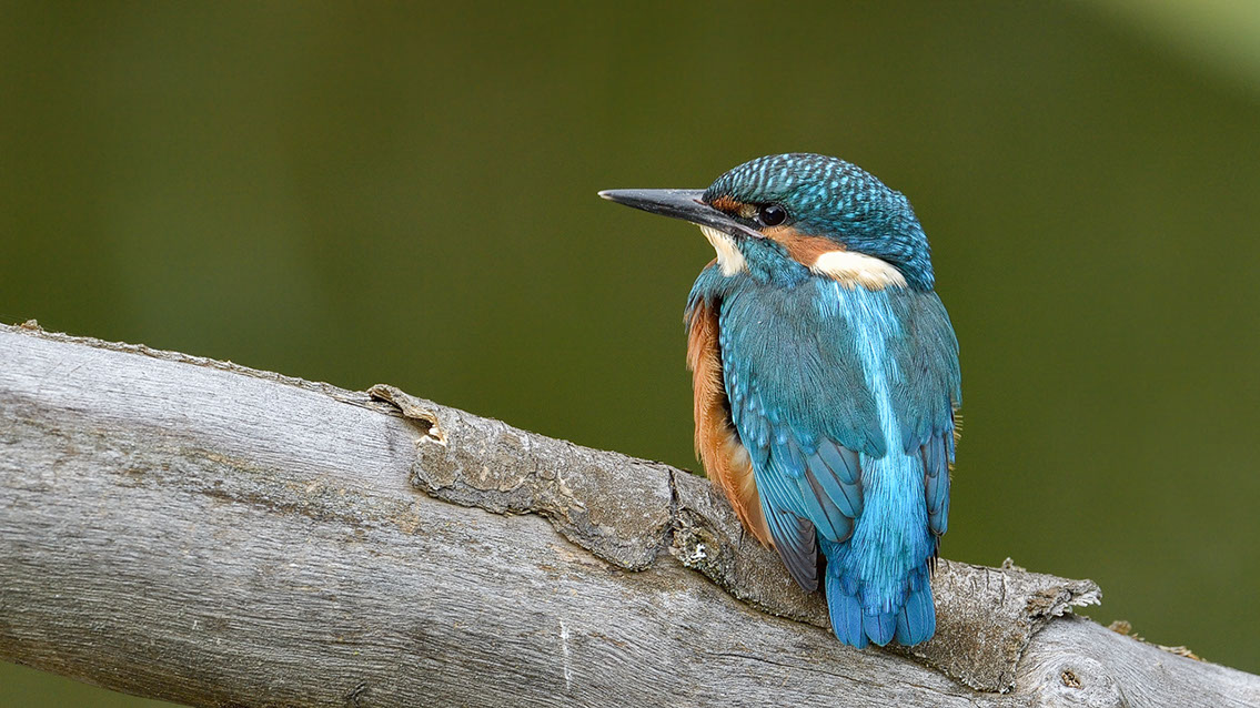 Bartgeier Bartgeier, Gypaète Barbu, Quebrantahuesos, Lämmergeier, Lammergeier,